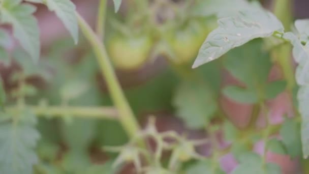 Ekologická Cherry Rajčatová Rostlina Zelenými Červenými Rajčaty — Stock video