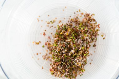 Altıncı gün. Cam bir kavanozda yetişen taze toplanmış organik filizleri yıkamak..