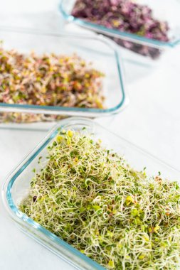 Altıncı gün. Taze toplanmış organik filizleri kağıt havlularla kaplı cam bir kabın içine koymak..