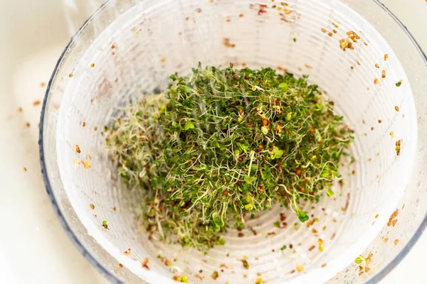 Altıncı gün. Cam bir kavanozda yetişen taze toplanmış organik filizleri yıkamak..