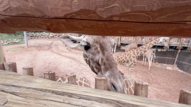 Colorado Springs, Colorado, ABD-17 Ağustos 2022-Zürafa Sergisi yaz boyunca Cheyenne Dağı Hayvanat Bahçesi 'nde.