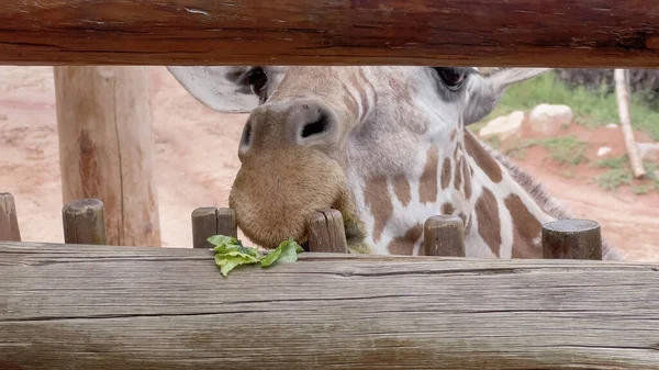Colorado Springs Colorado États Unis Août 2022 Exposition Girafe Zoo — Photo