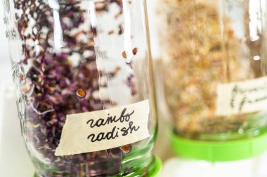 Dördüncü gün. Mutfak tezgahında filizlenen kapağı olan bir kavanozda organik filizler yetişiyor..