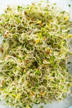 Altıncı gün. Taze toplanmış organik filizleri kağıt havlularla kaplı cam bir kabın içine koymak..