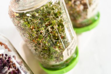 Altıncı gün. Mutfak tezgahında filizlenen kapağı olan bir kavanozda organik filizler yetişiyor..