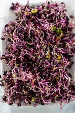 Altıncı gün. Taze toplanmış organik filizleri kağıt havlularla kaplı cam bir kabın içine koymak..