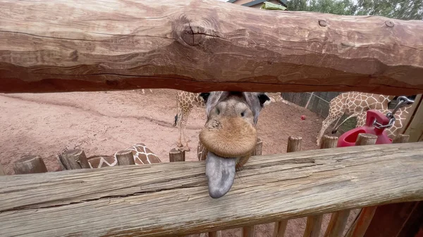 美国科罗拉多州科罗拉多泉 2022年8月17日 夏季在夏延山动物园的长颈鹿展览 — 图库照片