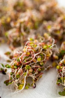 Altıncı gün. Kurutulmuş taze organik filizleri kağıt havluyla kaplı bir çarşafın üzerinde kurutuyorlar..