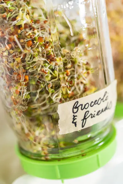 Day Growing Organic Sprouts Mason Jar Sprouting Lid Kitchen Counter — Stock Photo, Image