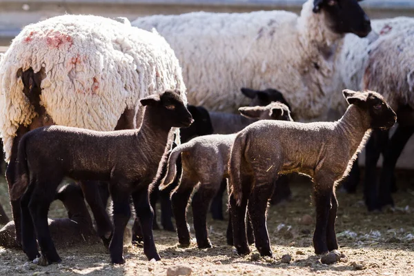 Suffolk Lammas Lampaan Kanssa Paikallisella Maatilalla Keväällä — kuvapankkivalokuva