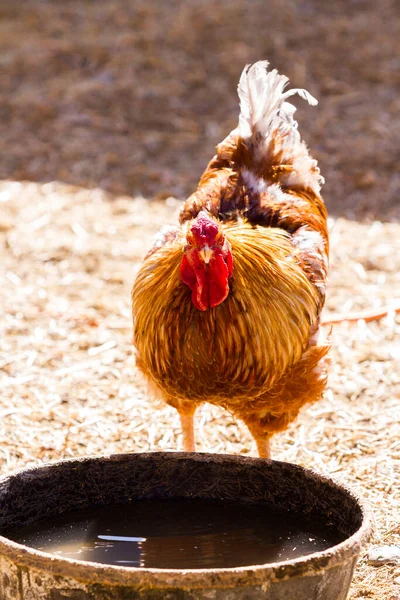 Zdarma Uspořádat Kuřata Ekologické Farmě — Stock fotografie