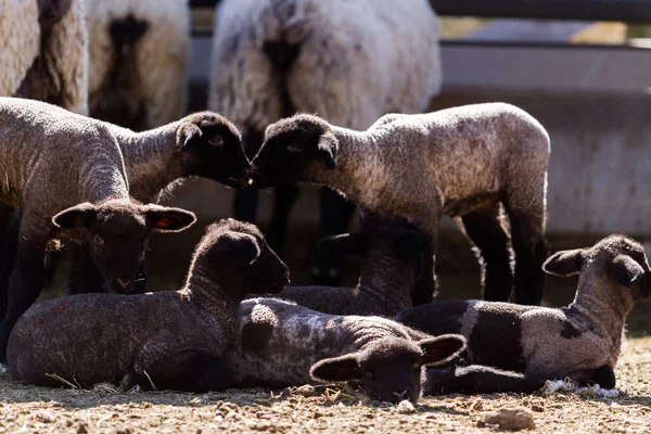 Suffolk Sheep Lamb Local Farm Spring — Stock Photo, Image