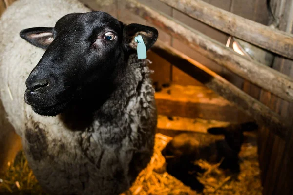 Suffolk Ovelhas Com Cordeiro Recém Nascido Fazenda Local — Fotografia de Stock
