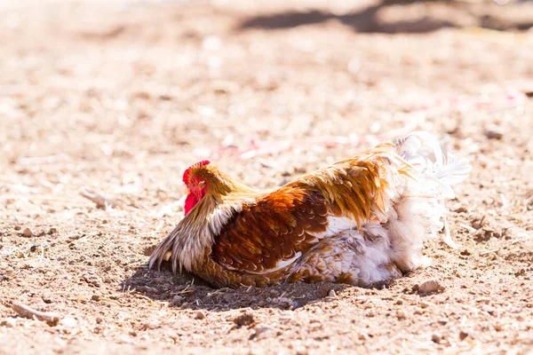 Pollos Rrange Gratis Granja Ecológica —  Fotos de Stock