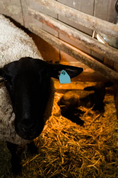 Suffolk Bárány Újonnan Született Bárány Helyi Farmban — Stock Fotó