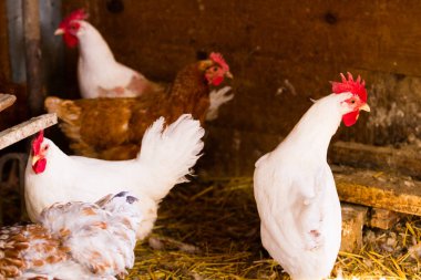 Ücretsiz olan tavuk organik çiftlik.