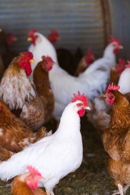 Ücretsiz olan tavuk organik çiftlik.