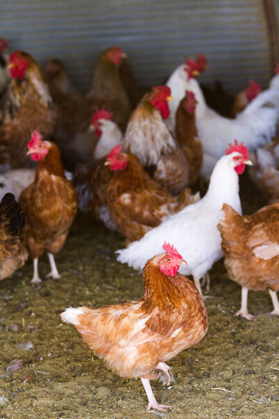 Free rrange chickens on organic farm.
