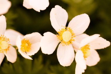 erken baharda tam Bloom küçük bir Bahçe.
