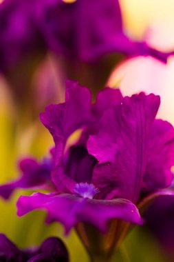 erken baharda tam Bloom küçük bir Bahçe.