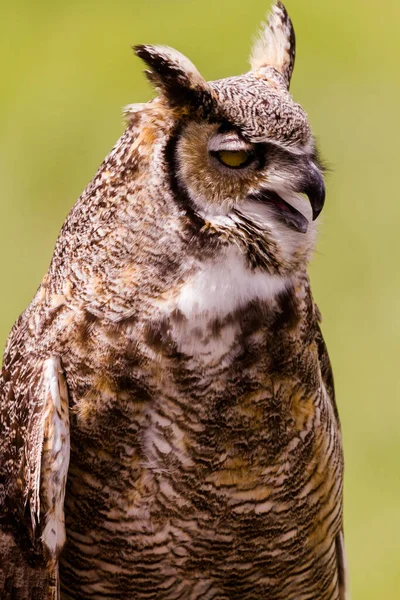 Niewoli Bliska Great Horned Owl — Zdjęcie stockowe