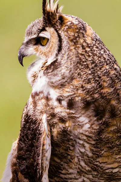 Närbild Great Horned Owl Fångenskap — Stockfoto