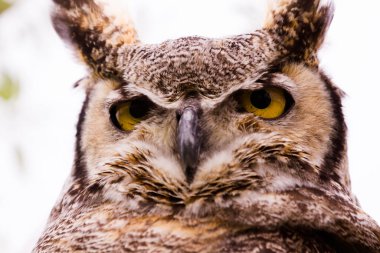 büyük orman baykuşu esaret altında yakın çekim.