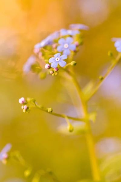 Kleiner Garten Zeitigen Frühling Voller Blüte — Stockfoto