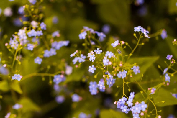 Liten Trädgård Blommar Tidigt Våren — Stockfoto