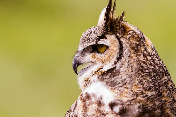 Close Great Horned Owl Captivity — Stock Photo, Image