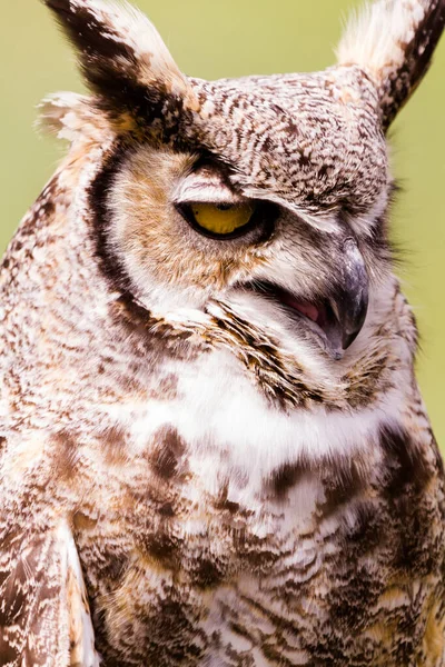 Close Great Horned Owl Captivity — Stock Photo, Image