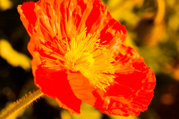 Kleiner Garten Zeitigen Frühling Voller Blüte — Stockfoto