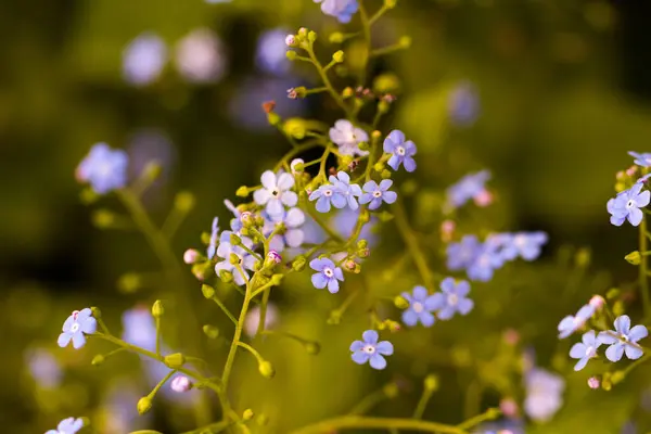 Malá Zahrada Kvetoucí Brzy Jaře — Stock fotografie