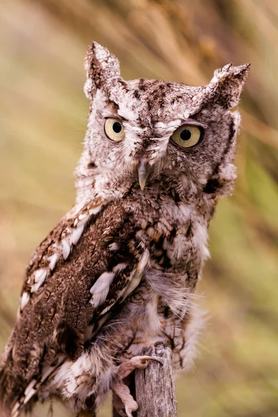 Close Western Screech Owl Captivity — Stock Photo, Image