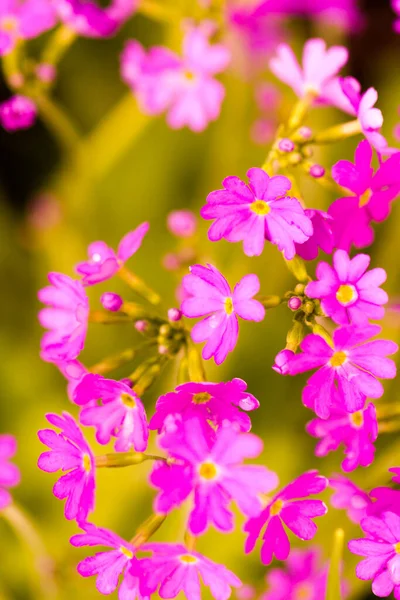 Small Garden Full Bloom Early Spring — Stock Photo, Image