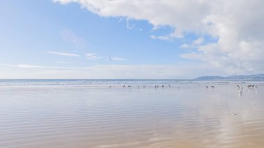Pismo Sahili, kış günlerinde oldukça boş. Geniş kumlu sahili ve dalgaların rahatlatıcı sesleriyle huzurlu ve huzurlu bir atmosfer sunuyor..