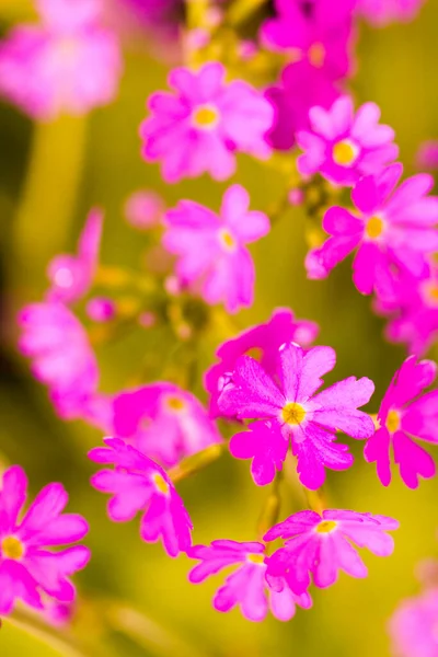 Small Garden Full Bloom Early Spring — Stock Photo, Image