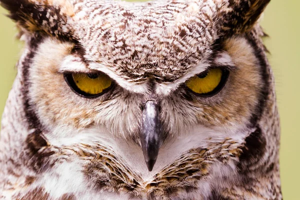 Close up of great horned owl in captivity.