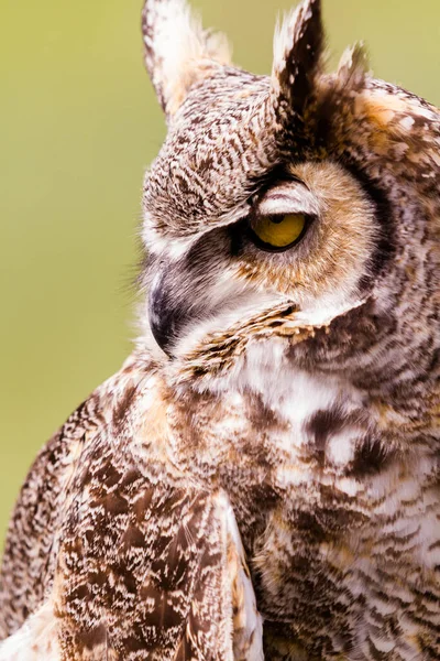 Close Van Great Horned Owl Gevangenschap — Stockfoto