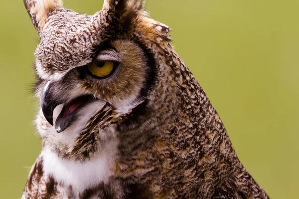 Närbild Great Horned Owl Fångenskap — Stockfoto