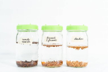 Birinci gün. Mutfak tezgahında filizlenen kapağı olan bir kavanozda organik filizler yetişiyor..