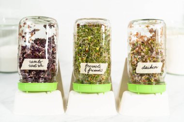 Altıncı gün. Mutfak tezgahında filizlenen kapağı olan bir kavanozda organik filizler yetişiyor..