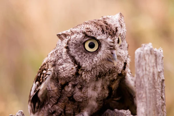 Close Western Screech Owl Captivity — Stock Photo, Image