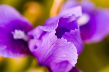 erken baharda tam Bloom küçük bir Bahçe.