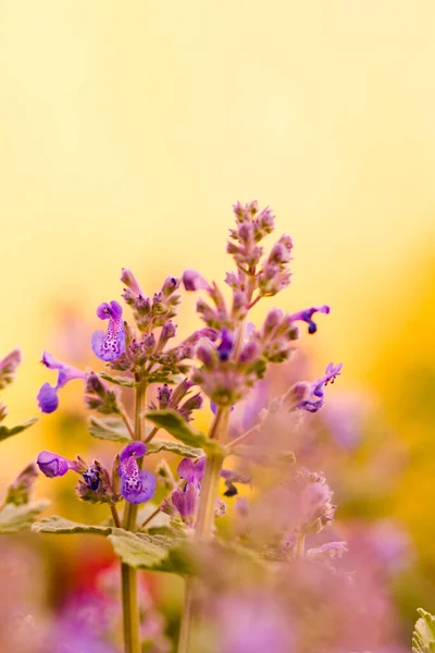 Liten Trädgård Blommar Tidigt Våren — Stockfoto