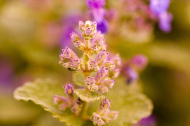 erken baharda tam Bloom küçük bir Bahçe.