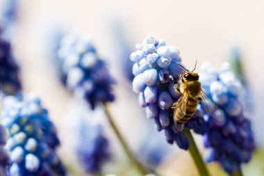 Tam çiçekli ortak üzüm sümbül Muscari botryoides.