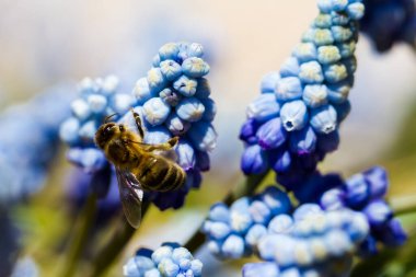 Tam çiçekli ortak üzüm sümbül Muscari botryoides.