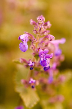 erken baharda tam Bloom küçük bir Bahçe.