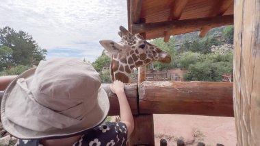 Colorado Springs, Colorado, 17 Ağustos 2022. Küçük kız yaz tatilinde Cheyenne Dağ Hayvanat Bahçesi 'nde zürafa sergisini ziyaret ediyor..